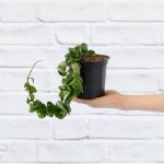 Hoya Compacta - 12CM Nursery Pot - Single Cutting