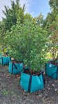 Viburnum Sinensis 250LT