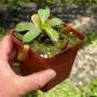 Tropical Pitcher Nepenthes 'glandulifera X Boschiana' - 5-9CM Leaf Span In 9CM Plastic Container