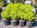 Click & Plant Online Nursery
