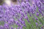 English Lavender 4LT