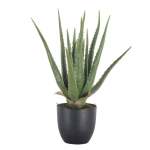 Aloe Vera Plant - 55CM