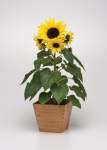 Sunflower Sunbuzz Seed - 10 Treated Seed