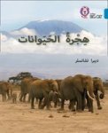 Animal Migration - Level 13 Arabic English Paperback