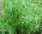 Cyperus Textiles 4LT