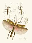 The Cabinet Of Oriental Entomology Pl Viii 1848 Art Print - A2