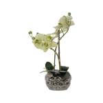 White Orchid In Ceramic Pot