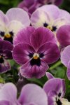 Viola Sorbet Raspberry Xp Seed - 25 Raw Seed