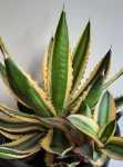 Agave Lophantha Quadricolor 17CM