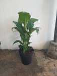 Spathiphyllum Sebastian 30CM