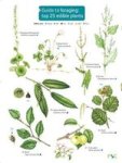 Guide To Foraging: Top 25 Edible Plants Paperback