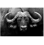 Buffalo African Wall Art Photography Print On Canvas 1800 Mm X 1200 Mm