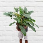 Philodendron Narrow - Extra Large - 30CM Nursery Pot