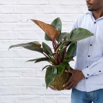Philodendron Rojo Congo Mossball
