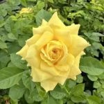 Pamela Kordreimela Climbing Rose 5LT
