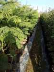 Jacaranda Mimosifolia 20LT