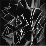 Black And White Plant Art Photography Print 1000 X1000