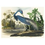 Blue Heron Art Print