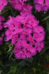 Dianthus Rocking Purple - Pack 100 Sds Pelleted