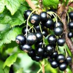 Blackcurrant Concentrate - 10ML