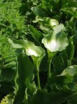 Zantedeschia Green Goddess 17CM Pot