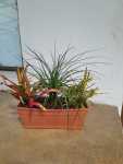 Mix Trough Of Plants