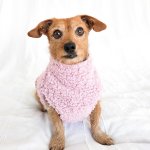 The Paris Hilton Dog Jersey - Xxs