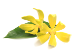 Natural Ylang Ylang Essential Oil 10ML - 100% Pure & Natural
