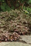 Hypoestes Splash Select Rose Seed - 25 Raw Seed