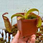 Tropical Pitcher Nepenthes 'miranda'