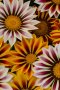 Gazania F1 New Day Tiger Mix Seed - 10 Coated Seed