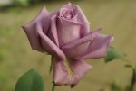 Steve Hofmeyr Rose 5LT