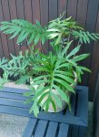 Philodendron Pedatum Mayoi Seedlings - 3 Plug Plants