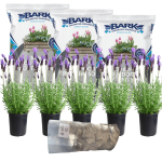 Upgrade Your Pot With This All-in-one Add On - Lavender