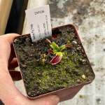Venus Fly Trap 'shup Destruction.' Special Import. - Dormant Plant. 7.5CM Plastic Container.
