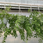 Hoya Bella - 12CM Hanging Basket