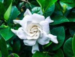 Gardenia Florida 17CM Pot