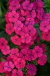 Dianthus Jolt Pink Seed - 100 Pelleted Seed