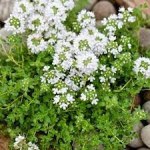 Thyme Snow Drift 6 Pack Tray