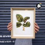 Framed Print - Calathea Makoyana - A4 - Print Frame 30CM X 42CM