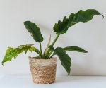 Philodendron Bipinnatafidum Narrow Seedlings - 3 Plug Plants