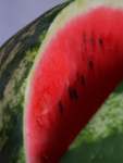 Watermelon Congo Seed - 50 G Raw Seed