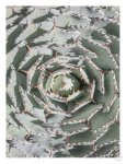 Agave Art Print - A4