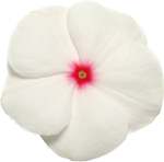 Vinca Pacifica Polka Dot Xp Seed - 30 Raw Seed