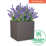 Planted Cube Sun - Velvet