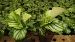 Calathea Orbifolia 19CM Pot