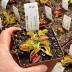 Venus Fly Trap 'crispy Sun.' Special Import. - 2 Year Old Plant. 7.5CM Plastic Container.