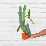 Philodendron Billietiae - 12CM Nursery Pot