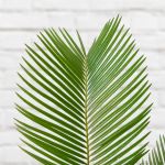 Sago Palm - In 16.5CM Nursery Pot Ceramic Excluded