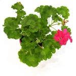 Geranium Essential Oil 20ML